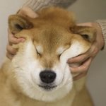 [드루와] 애기들 <b>조카</b> <b>영악</b>하더라 십발