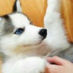 [드루와] 이게 <b>서양인</b> 동양인 차이임???
