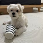 [강아지] 우리집 개 <b>IQ</b> 102임 나보다 높은듯;;