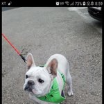 [강아지] 프렌치<b>불독</b> 가족이 되어주세요