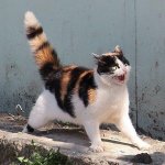 [댓글부탁해] 발표공포증 극복 방법좀 ㅜㅜ