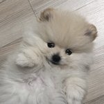 야 니네라면 누구랑 <b>다닐</b>래?