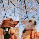 [강아지] 판 들어오자마자 고양이 보이길래 나도 쓰는 글