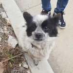 [이것좀봐줘] [유기견신고]이 아이를 봐주세요