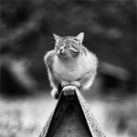 <b>솜방망이</b>에 야무지게 힘 준 귀요미들