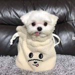 [댓글부탁해] 아이폰 7은
