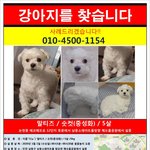 [강아지] [인천/남동구/논현동/말티즈/숫컷] <b>디노</b>를 찾습니다.