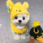[ㅈㄱㄴ] 간장게장 조질 땐 전화하지 <b>말아</b>줘