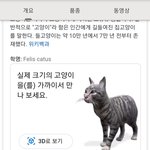 [모두드루와] 구글에 고양이 치면