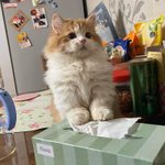 [19] <b>쓰리</b>사이즈 44 30 44면