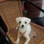 우리집 9살 된 돌돌이입니다(제목수정)