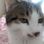 10개월 우리 냥이는  아직까지 <b>하악질</b>을 한번도 안했어요