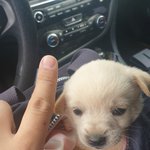 우리집 막내 두부<b>반모</b>를 소개해요~^^