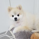 [또치<b>재희</b>동] 우리집 네마리 강아지들 12