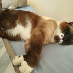 [댓글부탁해] 우리 냥이 핵졸<b>귀임</b>ㅜ