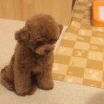 [댓글부탁해] <b>톡</b><b>선</b>갔는데 욕먹고서 추가글 올리는 애들 있잖아