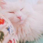 [고양이] 1년 전 오늘