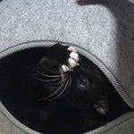 [드루와] 아니 고양이 존ㄴ 뛰쳐다니내