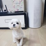 인간인줄 아는 말티 <b>희망</b>이