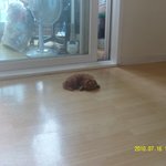 [강아지] 다들 아가들 어릴 적 사진 가지고 있자나?!