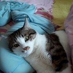 고양이  <b>안고</b> 자는분