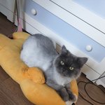 [고양이] 1470일째 육아육묘