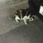 [댓글부탁해] 옷 추반 해줘