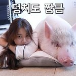 [댓글부탁해] 돼지를 키우네