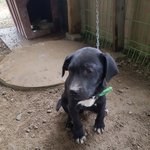 [강아지] 4개월 남아들