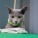고양이))내강아지 <b>치즈</b>3-