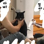 [드루와] 아 고양이 전래웃김 ㅋㅋㅋㅋㅋㅋ