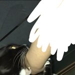 [드루와] 아니 우리 고양이 개웃겨 zㅋㅋ