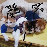 [고양이] 집 아이들 인사드립니다