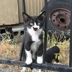 난 이 <b>무늬</b>가 마음에 들었다옹!