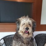 [강아지] 삽살이들 가족이 되어주세요