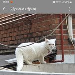 고양이 주인찾아요