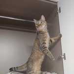 <b>궁그미</b> 냥!