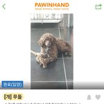 2015년 <b>목포</b> 유기견보호소에서 데려온 나의 개