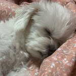 와 우리집 강아지 완전 푹 <b>잠</b>듦
