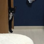 [드루와] 고양이 나랑 조낸 놀고싶어함
