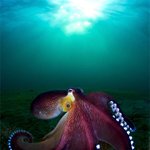 숨이 턱 막히는 해저<b>생물</b> 직찍들