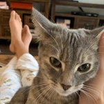 우리집 <b>호두</b>랑 콩이