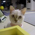 [고양이] <b>CCTV</b> 처음 본 고양이 반응 ㅋㅋㅋㅋ