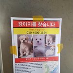 인천<b>남동구</b>에서 잃어버린 강아지찾습니다