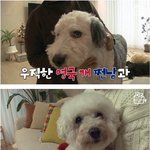 <b>목덜미</b>에 집착하는 드라큘라 강아지