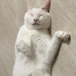 [EXO] 우리집 <b>뚱</b>냥이
