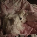 [EXO] 울 집 강쥐 봐줭