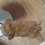 [EXO] 울집 강쥐 봐줭 2