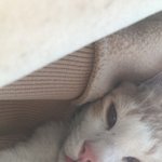우리집 고양이 <b>박진영닮음</b>