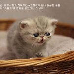 '가필드'가 <b>영감</b>을 받았다는 그 냥이!!